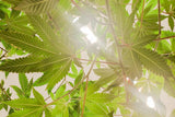 National CBD Day