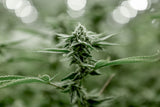 What is CBG? Cannabigerol