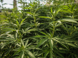 The Top Beauty and Health Benefits of Hemp Oil