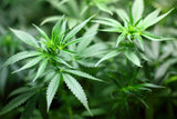 Everything You Need to Know About CBD Oil for Hair Loss and Growth
