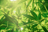 5 Promising CBD Beauty Benefits