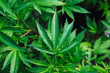 Hemp Plant