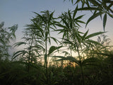 CBG vs. CBD: What Is the Difference?
