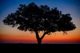 Marula Tree