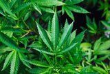 marijuana leaf