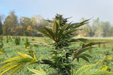 Marijuana Plant