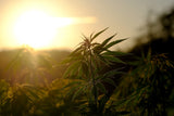 marijuana